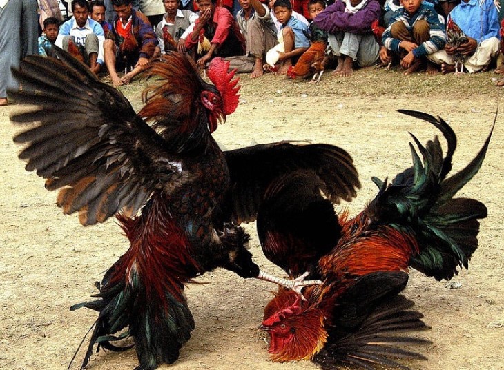 Kinh nghiệm dành cho người chơi tham gia cá cược đá gà